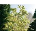 07142 NOCH - Granulato fogliame verde chiaro per alberi e arbusti