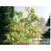 07144 NOCH - Granulato fogliame verde medio per alberi e arbusti 07144 NOCH - Granulato fogliame verde medio per alberi e arbusti