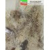 08600 NOCH - Muschio lichene grigio militare